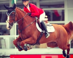 jumper Avalon du Carpont (Selle Français, 2010, from Jivaro du Rouet)