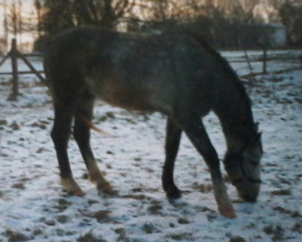 Pferd Kopernikus (Mecklenburger, 1995, von Kobold I)