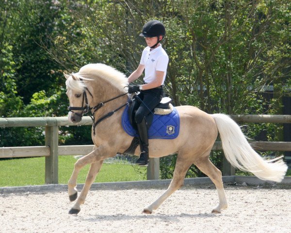 Pferd Twister (Welsh Pony (Sek.B), 2010, von Moorkieker Dauphin)