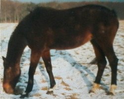 broodmare Blue Girl (Mecklenburg, 1975, from Blaubart xx)