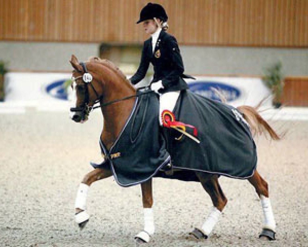 horse Neervelds Blamoer (Belgian Riding Pony, 1992, from Bokkesprong Czardas)