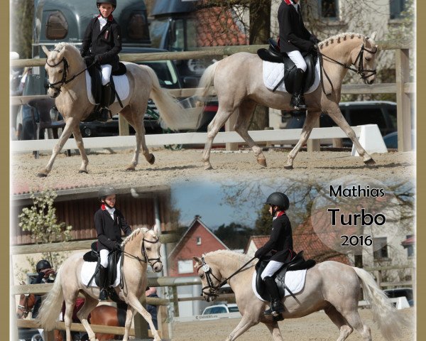 horse Timi Turbo (Welsh-Pony (Section B), 2010, from Timing)