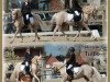 horse Timi Turbo (Welsh-Pony (Section B), 2010, from Timing)