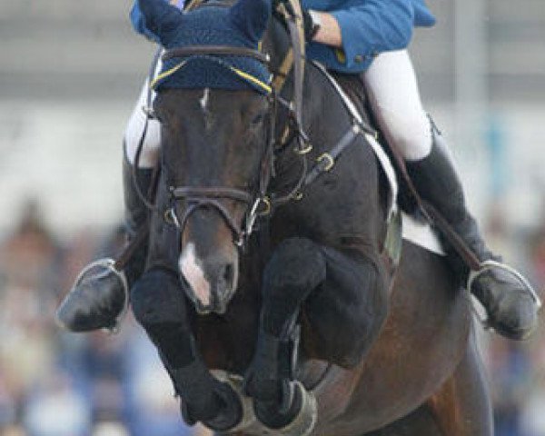 stallion Omar (Belgian Warmblood, 1991, from Darco)