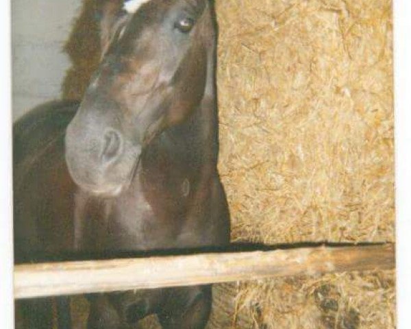 broodmare Dolles Girl (Mecklenburg, 1987, from Duralin II)