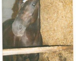 broodmare Dolles Girl (Mecklenburg, 1987, from Duralin II)