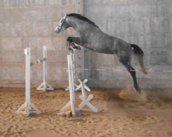 jumper Legende 132 (German Sport Horse, 2008, from Levinus)