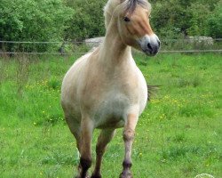 Pferd Mattea (Fjordpferd, 2010, von Hisco)