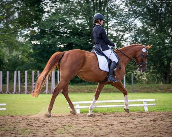 dressage horse Raya 56 (Hanoverian, 2008, from Rascalino)