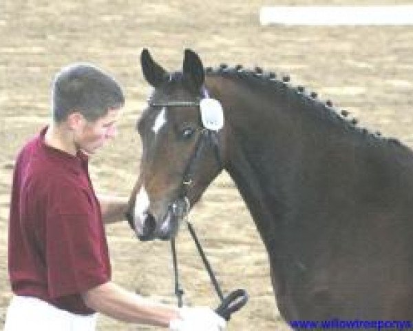 horse Friedrichshof Dark Gigolo (German Riding Pony, 2005, from D'Agostino)