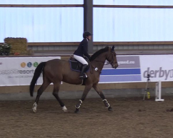 Reitturnier Damp-Dorotheental 2019