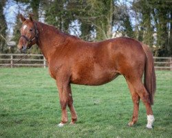 broodmare Shira de Beaufour (Selle Français, 2006, from Diamant de Semilly)