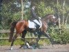 dressage horse Mistreal (Pony without race description, 2009)