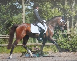 dressage horse Mistreal (Pony without race description, 2009)