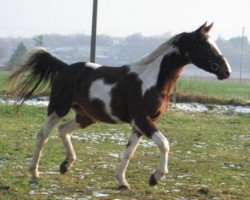 stallion Seven Moon's Lion (Selle Français, 2006, from Negus de B'Neville)