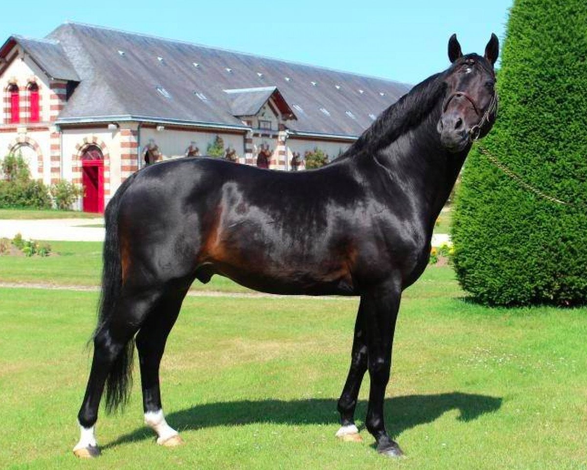Deckhengst Contendro I (Holsteiner, 1997, von Contender)