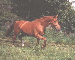 broodmare Schwerin (Trakehner, 1973, from Magnet)