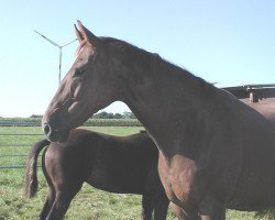 broodmare Duett (Hanoverian, 1989, from Donnerhall)