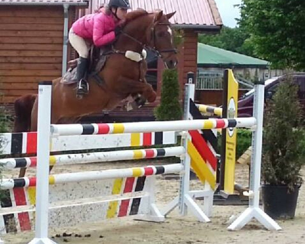 Deckhengst Kinka's Boy (Nederlands Rijpaarden en Pony, 2001, von Kanshebber)