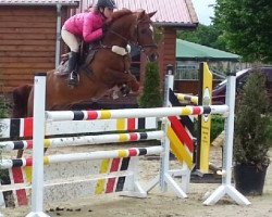 stallion Kinka's Boy (Nederlands Rijpaarden en Pony, 2001, from Kanshebber)