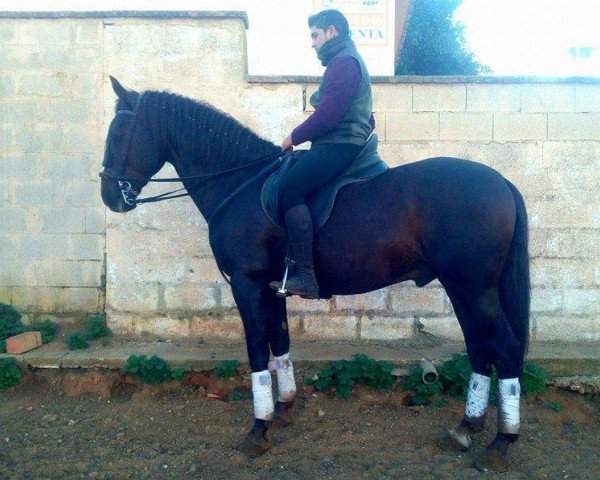 horse EVARISTO (Lusitano, 2008)