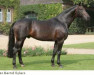 stallion Don Bedo I (Westphalian, 1996, from Donnerhall)