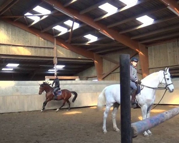 horse Urus Platiere (Selle Français, 2008, from Quidam de Revel)