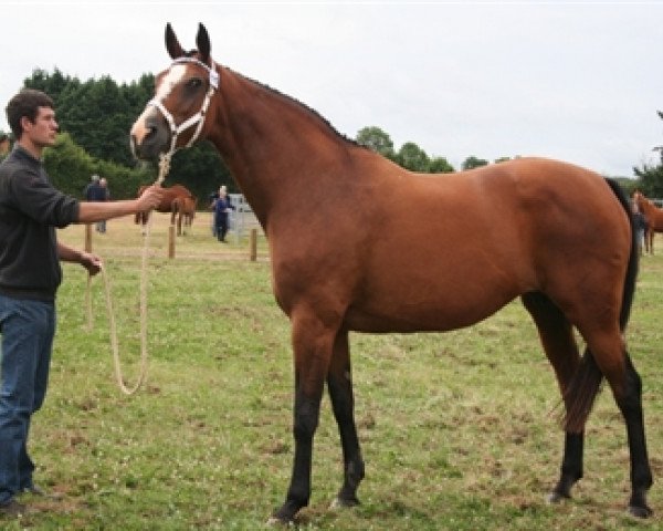 broodmare Fetiche Platiere (Selle Français, 1993, from Papillon Rouge)