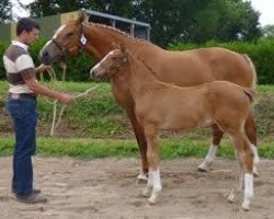 broodmare Soria Platière (Selle Français, 2006, from Quidam de Revel)