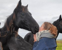 Dressurpferd First Love (Hannoveraner, 2015, von Fürst Nymphenburg II)