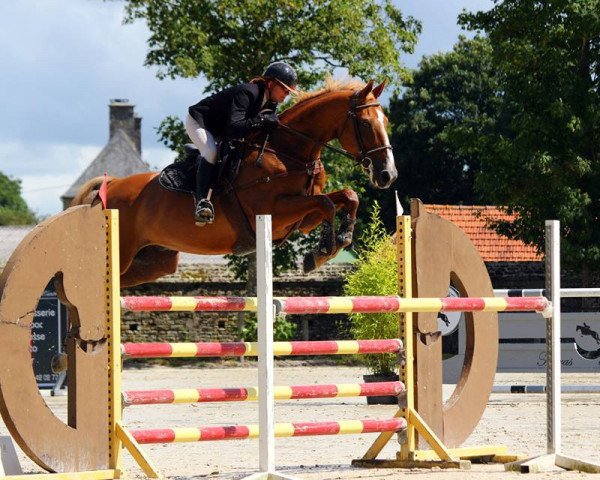 horse Lewis Platiere (Selle Français, 1999, from Papillon Rouge)