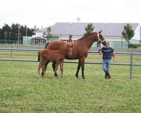 broodmare Dany Platiere (Selle Français, 1991, from Laudanum xx)