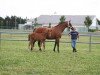 broodmare Dany Platiere (Selle Français, 1991, from Laudanum xx)