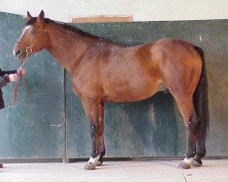 stallion Espoir Platiere (Selle Français, 1992, from Double Espoir)