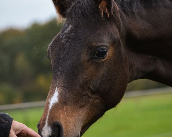 dressage horse Falling in Love (Rhinelander, 2016, from Formel Eins 11)