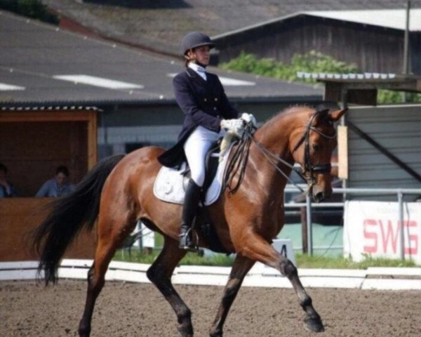 dressage horse Rosalie 162 (Hanoverian, 2006, from Moosbends Ricardos)