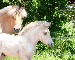 horse Kjaro A&G (Fjord Horse, 2013, from Kjarson)