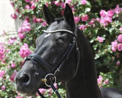 stallion Insterburg TSF (Trakehner, 1999, from Hohenstein I)