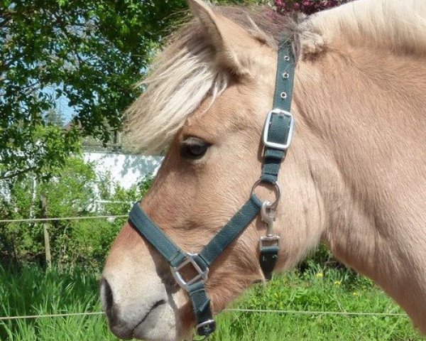 horse Iska A&G (Fjord Horse, 2015, from Igor)