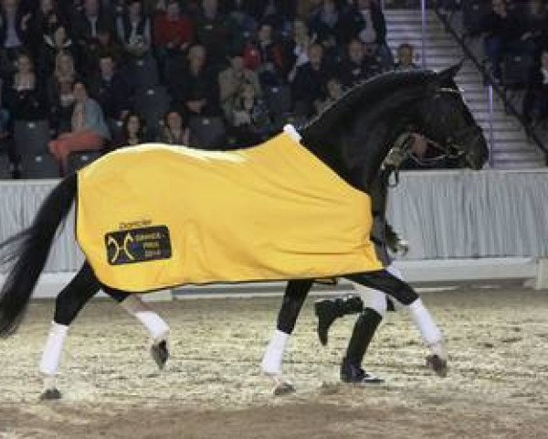 stallion Dancier (Hanoverian, 2002, from De Niro)