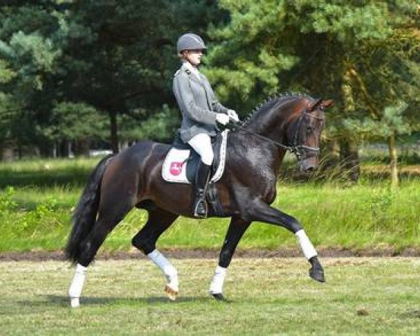 stallion Buckingham (Dutch Warmblood, 2011, from Bordeaux 28)