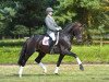 stallion Buckingham (KWPN (Royal Dutch Sporthorse), 2011, from Bordeaux 28)