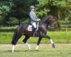 stallion Buckingham (KWPN (Royal Dutch Sporthorse), 2011, from Bordeaux 28)