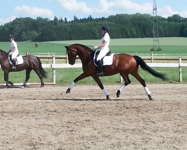 dressage horse Lamour (Oldenburg, 2001, from Lord Sinclair I)