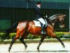 dressage horse Romero H (Rhinelander, 2003, from Roh Magic)