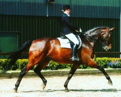 dressage horse Romero H (Rhinelander, 2003, from Roh Magic)