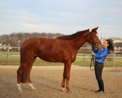 dressage horse Desert Rose (Hanoverian, 2013, from Dubarry 41)