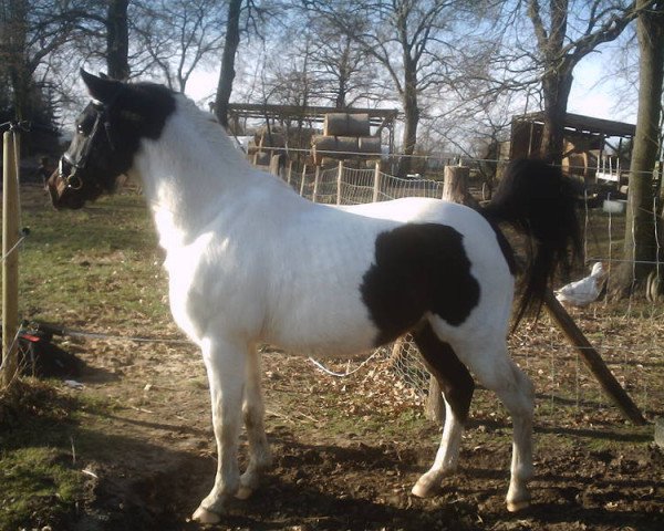 stallion Gasparone (Lewitzer, 1994, from Gotas B.482 x)