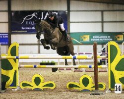 jumper Sumas Taloubet (Irish Sport Horse, 2005, from Taloubet Z)