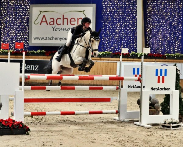 jumper Mister Twister 6 (German Riding Pony, 2014, from The Braes My Mobility)
